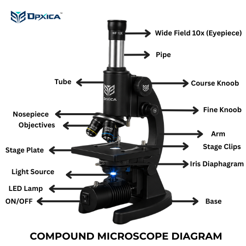 Use a high-resolution, clearly labelled simple microscope diagram with contrasting labels and arrows. This improves readability for students and supports image search optimization.