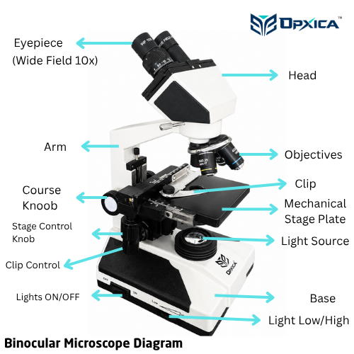 Binocular microscope Diagram