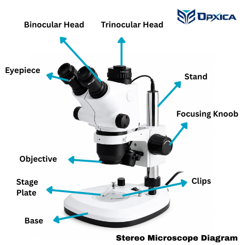 Stereo Microscope Diagram
